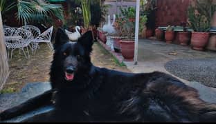 Black German shephered puppies logcoat healthy active nd playing pups 0