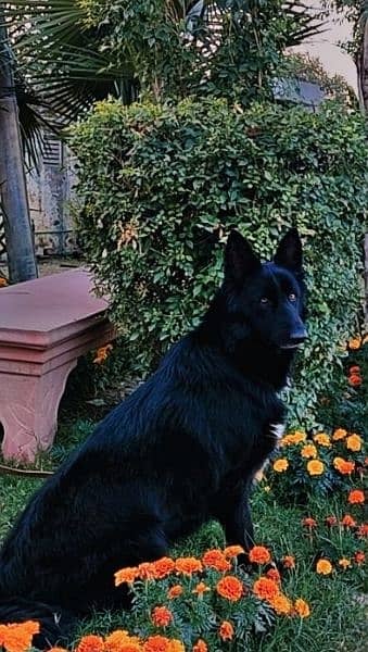 Black German shephered puppies logcoat healthy active nd playing pups 1