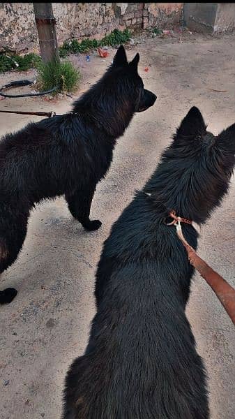 Black German shephered puppies logcoat healthy active nd playing pups 2