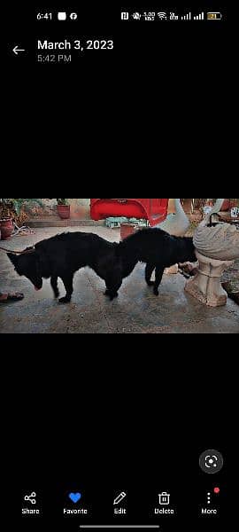 Black German shephered puppies logcoat healthy active nd playing pups 3