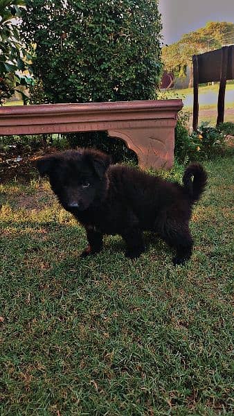Black German shephered puppies logcoat healthy active nd playing pups 5