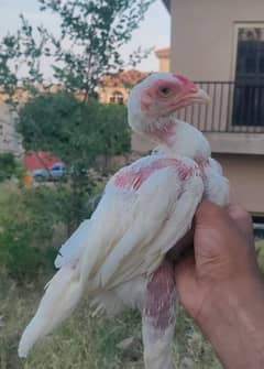 Paper white Heera qandhari male chick