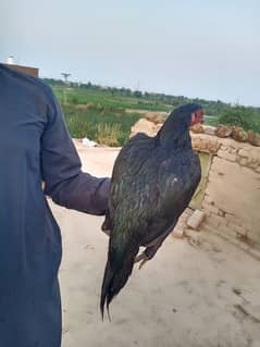 black hen 13 month age pure aseel breed