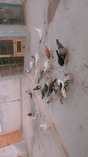 Pigeons 2