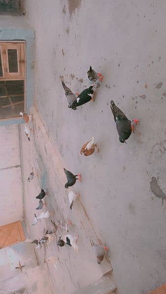Pigeons 3