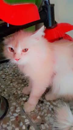 Male cat available for sale persian male