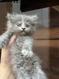 Persian kitten . Triple coated . punch face