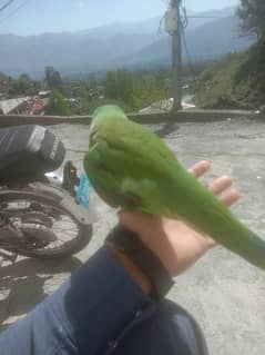 parrot