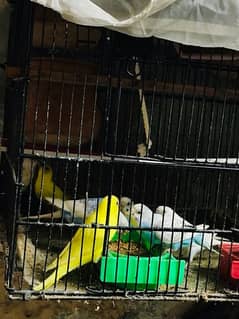 Healthy Budgies up for sell both male and female