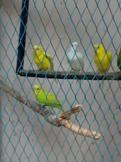parrot's for sale pair price 500