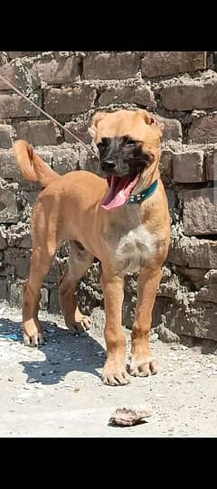 Turkish kangal  Age 4 month 03135410668