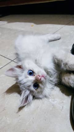 Blue eyes kitten for sale