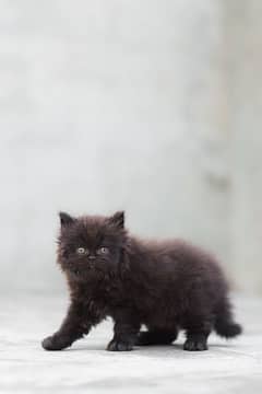 persian black tripple coated kitten