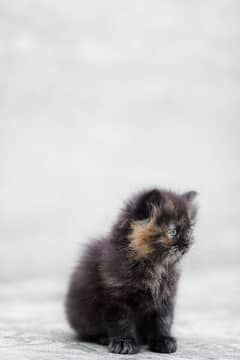 persian black tripple coated kitten