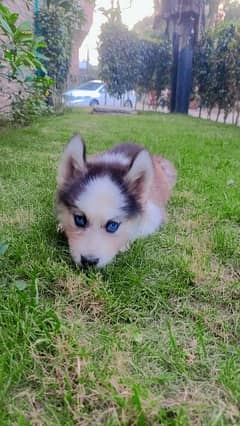 husky puppy | siberian husky puppies | hasky | dog for sale