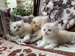 Persian thripple coate kittens and 1 adult cat