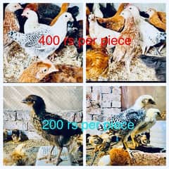 Golden|Misri|Pathi|female|Chicks|Desi egg laying hen| Murgi|chuzay