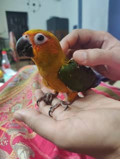 Sun conure