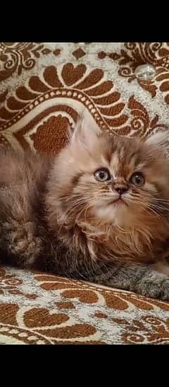 Persian kitten