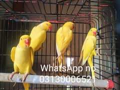 Yellow ringneck  Two breeders pairs