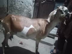 dood wali Bakri sale he 1 kg daily 03098287558