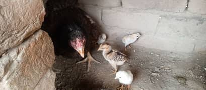 Aseel Madi with 7 chicks for sale in multan 0304.7044286