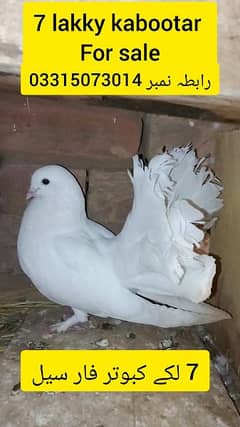 7 fantail pigeons for sale. lakky kabootar