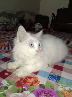 Persian white Cat