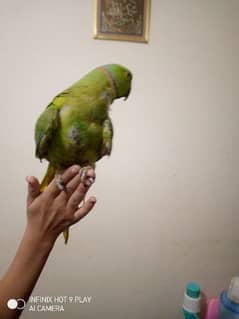 ring neck parrot for salefully hand tame nice parrot reasonable price