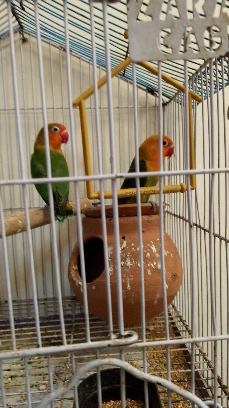 Love bird breeder pair exchange possible parrots cocktail 0