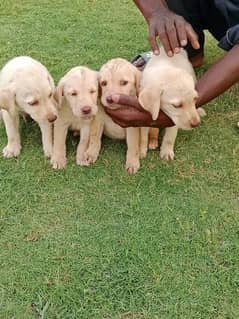 Golden Lab Pups