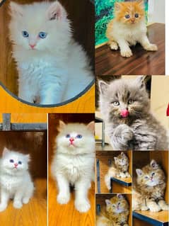 Persian punch face triple coated kitten available for sale