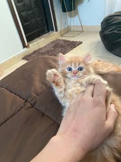 Cute semi punch female kitten