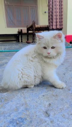 persian triple coat