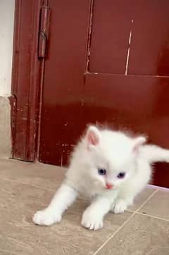 Persian Cat for sale my WhatsApp number 03276330466