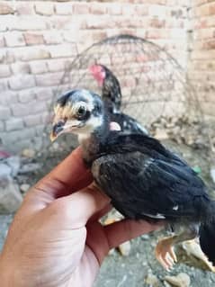 Aseel chick's available