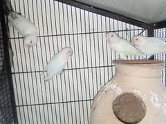 Albino Split of Red Eyes Breeder Pair