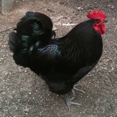 Austrolop Breeder Rooster