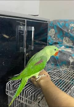 Raw full jombo size parrot for sale 03054636833