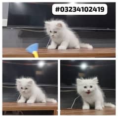 persian male kitten for sale.