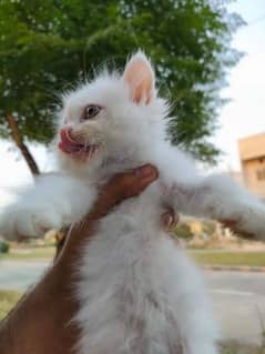 Persian Kittens Male female Available triple coated white kittens