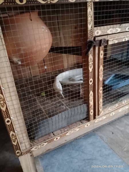 3 Australian parrots with wooden cage 2