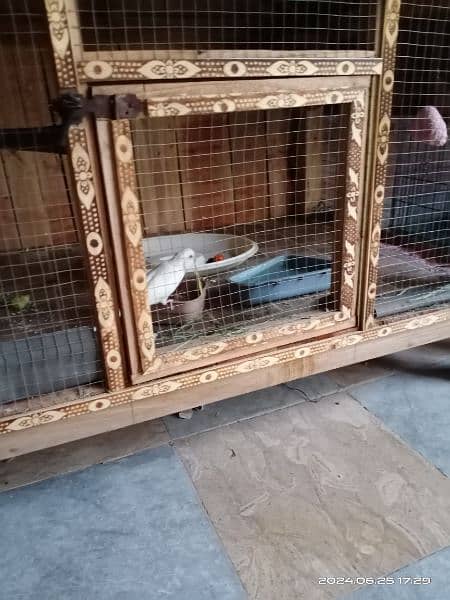 3 Australian parrots with wooden cage 4