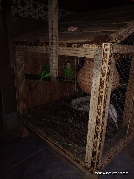 3 Australian parrots with wooden cage 5