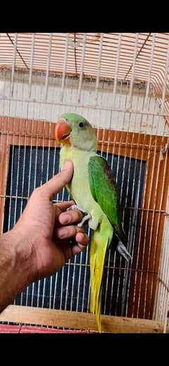 Raw Parrot self Feed Patha 3 month handtame