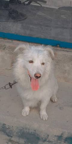 Russian male dog young beautiful long coated hair