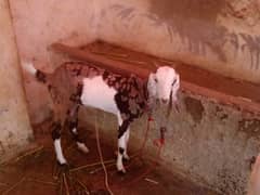 6 dant bakri doodh da rhe ha Whatsapp number 03132313339