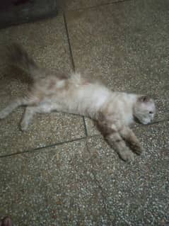 Persian male cat for sale