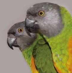 senegal parrot pair confirm fertile breeder pair