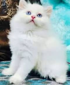 persian female  kitten